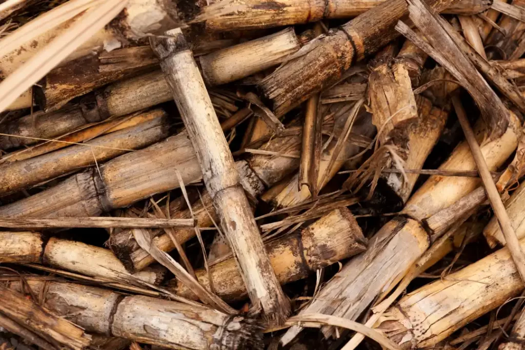 Pila de residuos de caña de azúcar una fuente de biomasa en Colombia