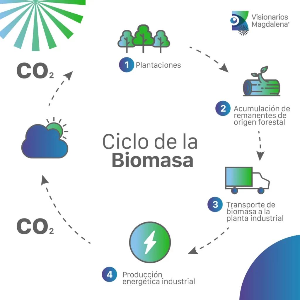 Infografía del ciclo de la biomasa