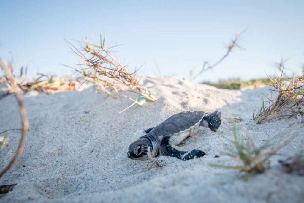 Turismo científico liberación de tortuga marina
