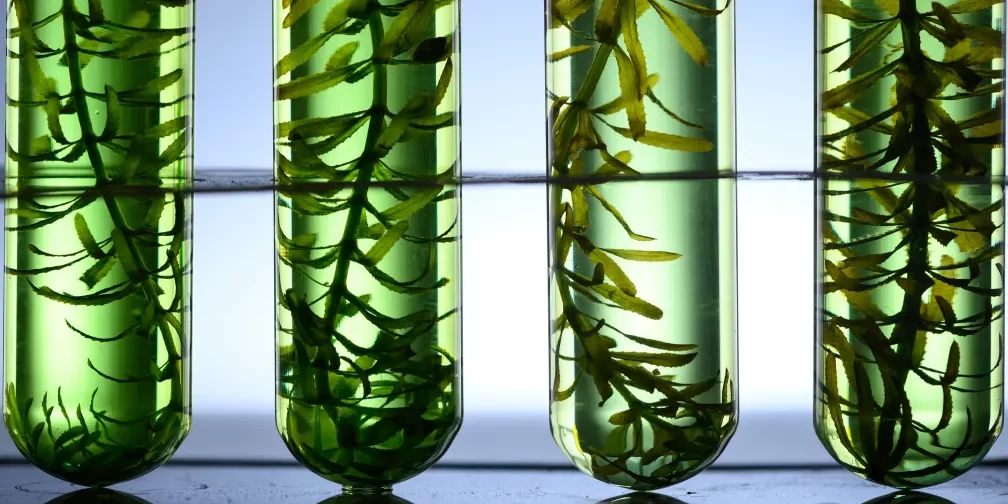 algae-seaweed-research-biofuel-industry-science-2022-10-06-03-51-59-utc