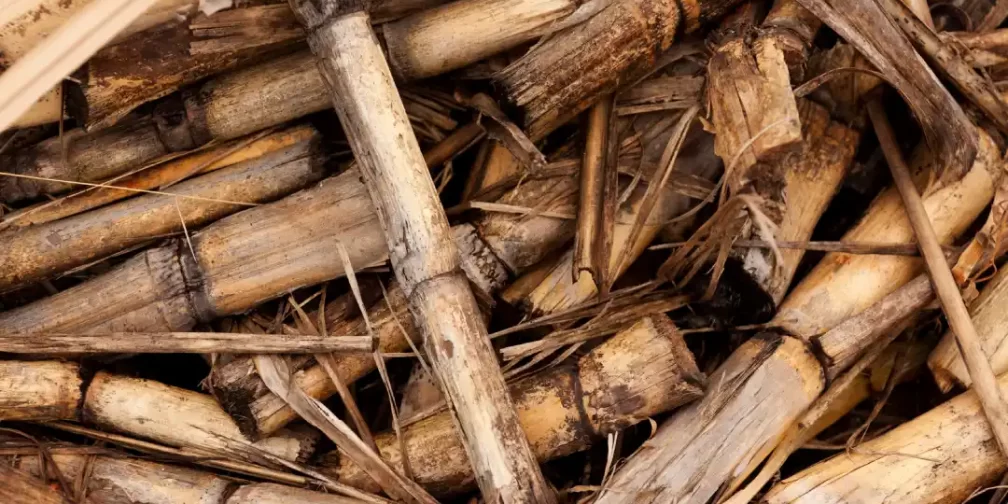 Pila de residuos de caña de azúcar una fuente de biomasa en Colombia