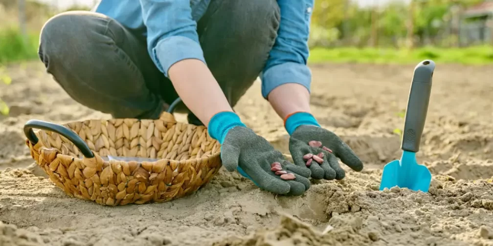 close-up-of-hand-in-gardening-gloves-planting-bean-2022-06-07-04-44-23-utc