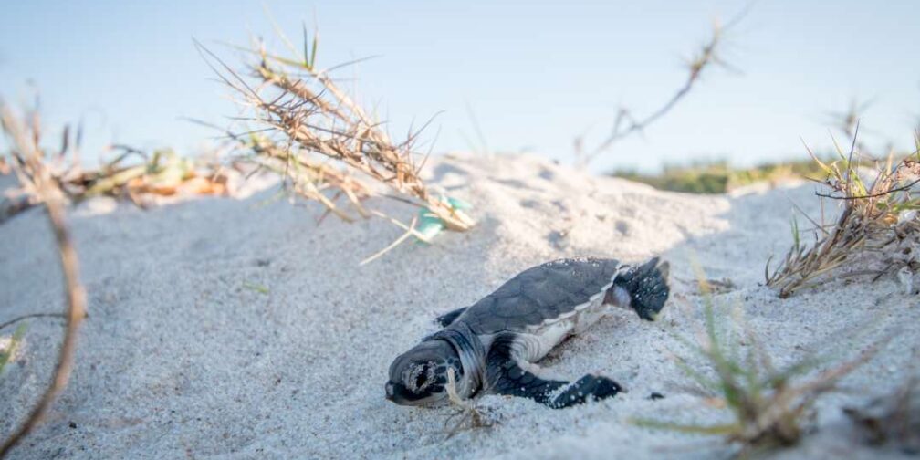 Turismo científico liberación de tortuga marina